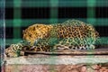 Pacified leopard sleeps in the zoo