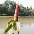 Costus spicatus or in Indonesia called pacing petul,Costus spicatus grows beside a pond in the middle of the park.