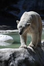 Pacing Polar Bear Walking Along an Edge Royalty Free Stock Photo