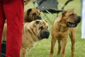 Pack of adult Chinese Shar Pei dogs very curious and alert at dog show Royalty Free Stock Photo