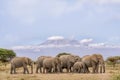 Pack of African elephants walking together with background of Kilimanjaro mountain at Amboseli national park Kenya Royalty Free Stock Photo