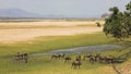 Pack of African Wild Dog (Lycaon pictus) on the Zambezi floodplain Royalty Free Stock Photo