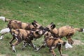 Pack of african wild-dog pups