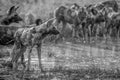 Pack of African wild dogs drinking.