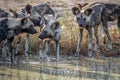 Pack of African wild dogs drinking.
