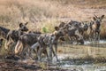 A pack of African wild dogs drinking.