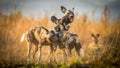 African wiild dogs in South Africa Royalty Free Stock Photo