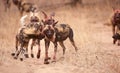 Pack of African Wild Dogs (Lycaon pictus) Royalty Free Stock Photo