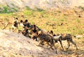 Pack of African Painted Dogs Lycaon Pictus playing and fighting in south luangwa national park Royalty Free Stock Photo