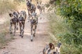 A pack of African wild dogs running. Royalty Free Stock Photo