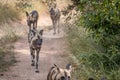A pack of African wild dogs running. Royalty Free Stock Photo