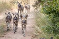 A pack of African wild dogs running. Royalty Free Stock Photo