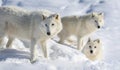 Pack of arctic wolve Royalty Free Stock Photo