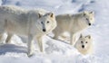 Pack of arctic wolve