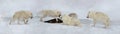 Pack of arctic wolves hunting Royalty Free Stock Photo