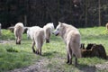 Pack of arctic wolves at the edge of a forest