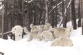 A pack of Arctic wolves playing
