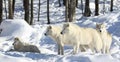 pack of arctic wolves in snow Royalty Free Stock Photo