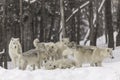 A pack of Arctic Wolves in winter