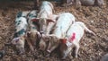 Pack of baby pigglet sleep together Royalty Free Stock Photo