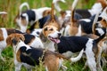 Alertly hunting dogs, hunter hounds, beagle dogs, beagle hounds waiting for hunt