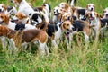 Hunting dogs, hunter hounds, beagle dogs, beagle hounds waiting for hunt Royalty Free Stock Photo