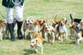 Pack of Beagles out hunting Royalty Free Stock Photo