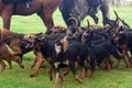 Pack of bloodhounds