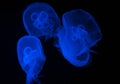 A pack of blue jellyfishes Royalty Free Stock Photo