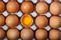 Pack of brown chicken eggs in cardboard container. One egg is broken. Royalty Free Stock Photo