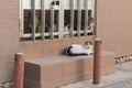 A Pack of Cats on a Street in Malta Royalty Free Stock Photo