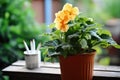 a pack of cigarettes next to a wilting flower in a pot