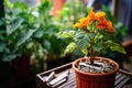 a pack of cigarettes next to a wilting flower in a pot