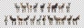 Pack of A Collection of Donkeys Diverse Coats Poses against transparent Background Royalty Free Stock Photo