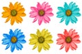 Pack of colored decorative sunflowers macro isolated