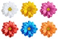 Pack of colored gerbera flowers macro isolated