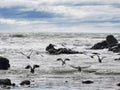 A pack of cormorant birds flying over stormy Pacific ocean beach in New Zealand