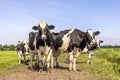 Pack cows, a black and white herd, group together in a field, happy and joyful and a blue sky Royalty Free Stock Photo