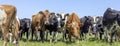 Pack cows, front row, a panoramic wide view, a herd black white and red, herd in a field