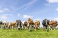 Pack cows grazing and walking towards the camera in a row, a wide view, a pack black white and red, herd in a green field