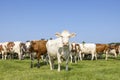 Pack cows, herd in a field, white and red, full length front view, happy and joyful and a blue sky Royalty Free Stock Photo