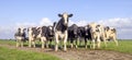 Pack cows, one cow in front row, a black and white herd, group together in a field, happy and joyful  a panoramic wide view Royalty Free Stock Photo