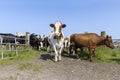 Pack cows, one cow front row, a herd passing a gate, group together in a field, happy and sassy and a blue sky