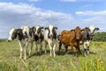 Pack cows standing in a row side by side, full length in a pasture, a panoramic wide view, green field and clouds in the sky