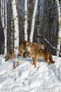 Pack of Coyotes (Canis latrans) Gather Near Birch Trees Winter Royalty Free Stock Photo