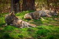 Pack of Coyotes Sleeping and Resting in Forest