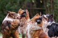 Pack of cute elo dogs outdoors Royalty Free Stock Photo
