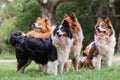 Pack of cute elo dogs outdoors Royalty Free Stock Photo