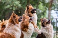 Pack of cute elo dogs outdoors Royalty Free Stock Photo