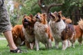 Pack of cute elo dogs outdoors Royalty Free Stock Photo